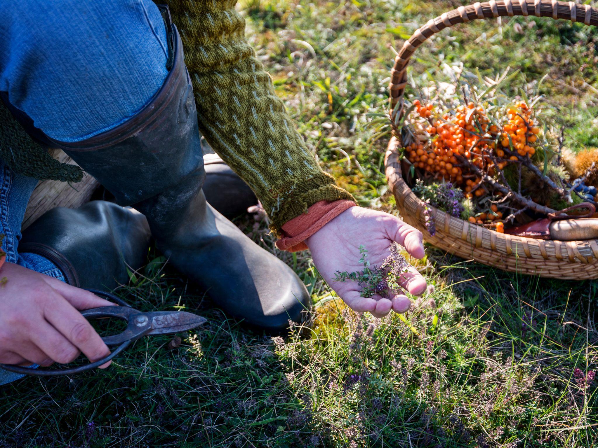 Foraging workshop