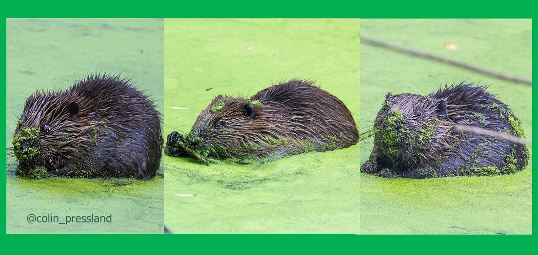 Beavers news story